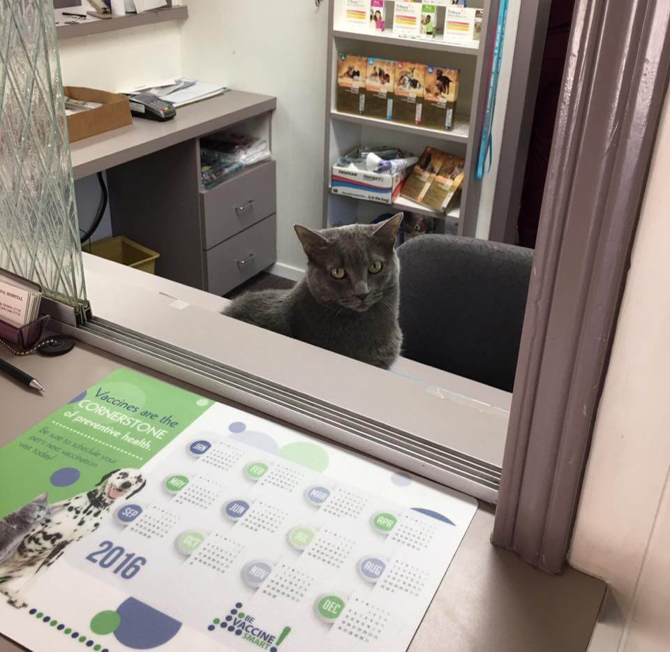 Tina the Cat Sitting At Receptionist Desk